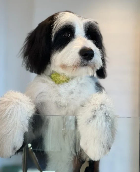 Euclove Leave in Conditioner + Detangler for Dogs 300ml - Image 3